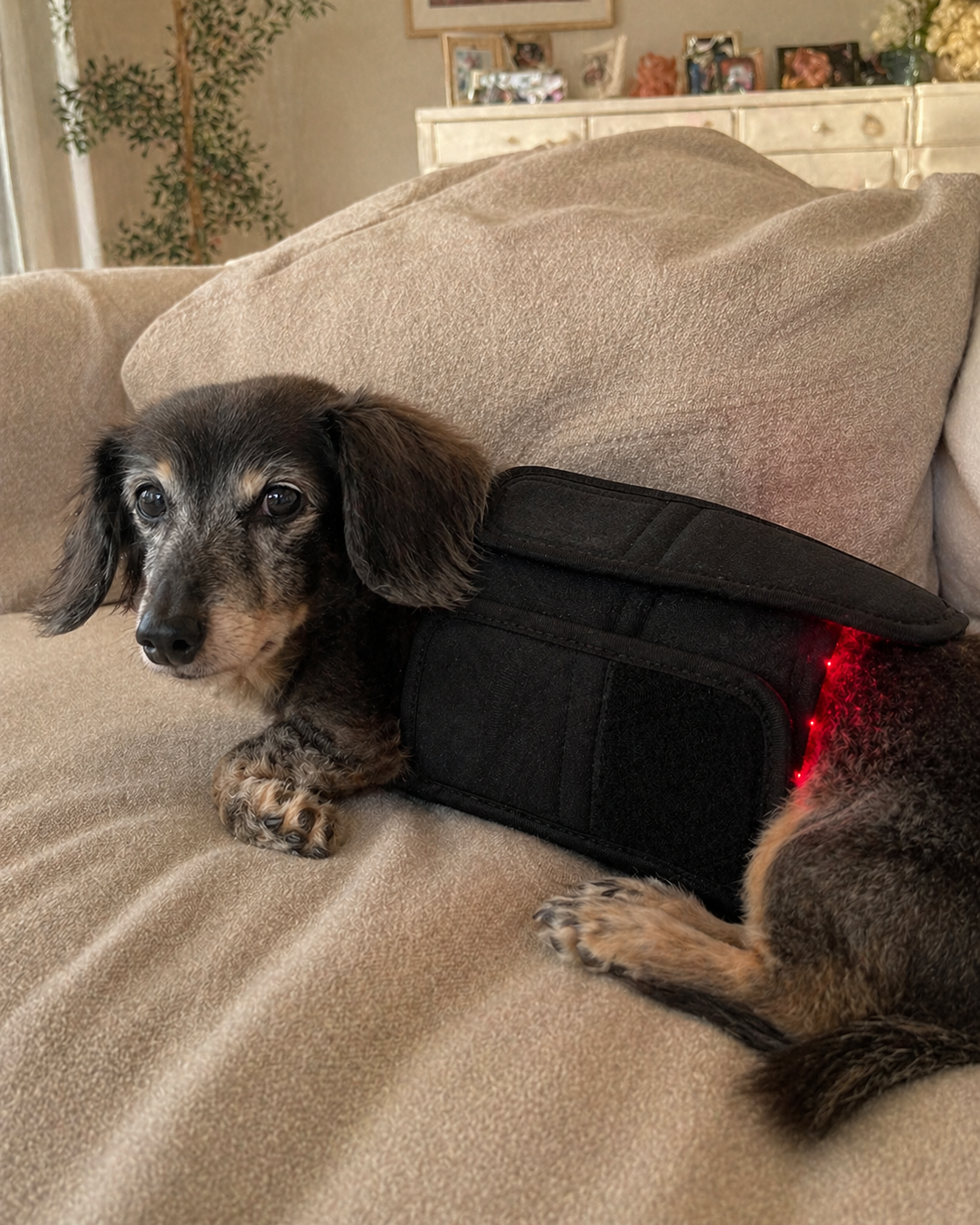 PawRelief™ — Red Light Therapy Pad for Dogs