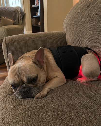 PawRelief™ — Red Light Therapy Pad for Dogs